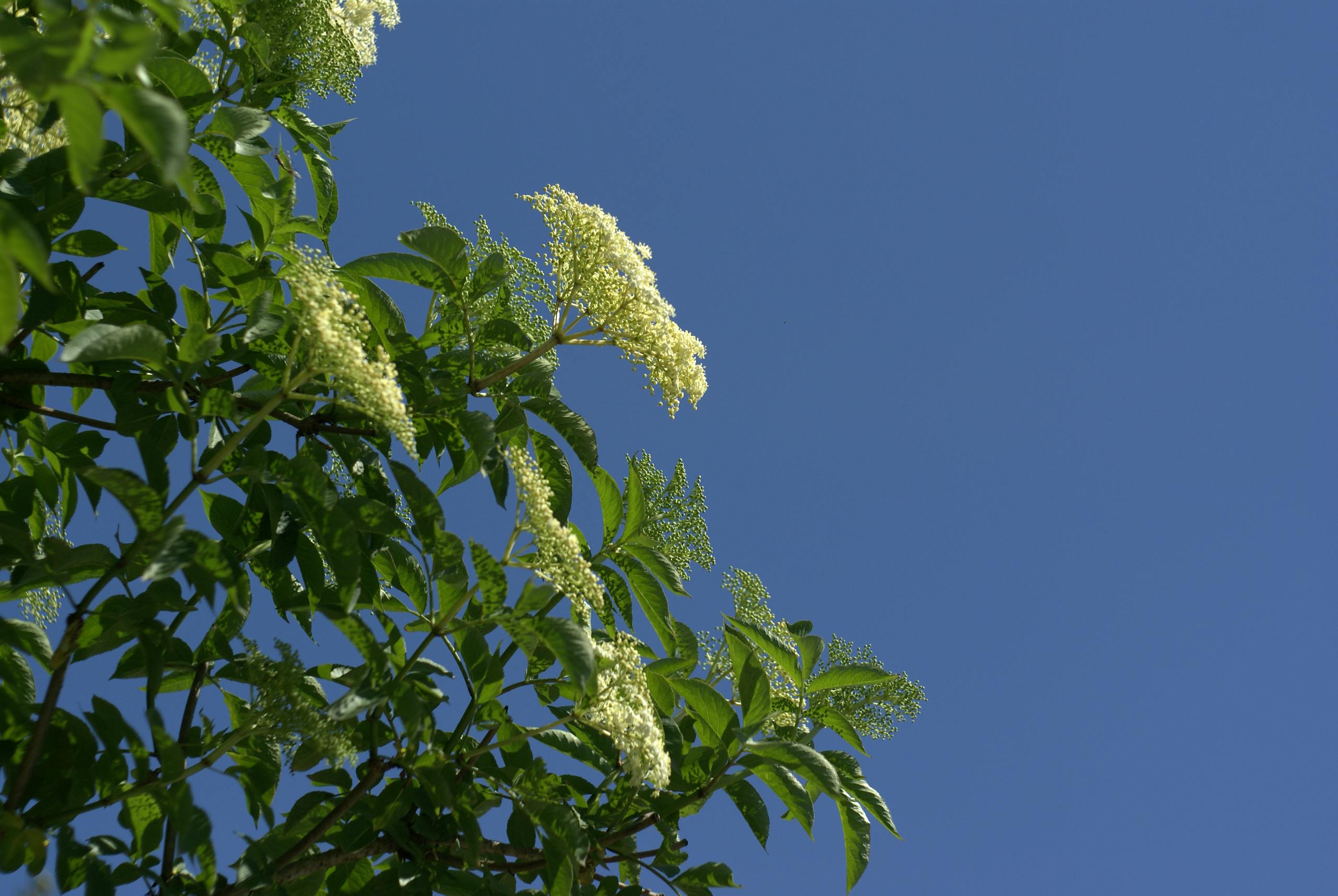 Beautiful elderflower branches with lush green leaves set against a vivid blue sky, capturing the essence of summer.