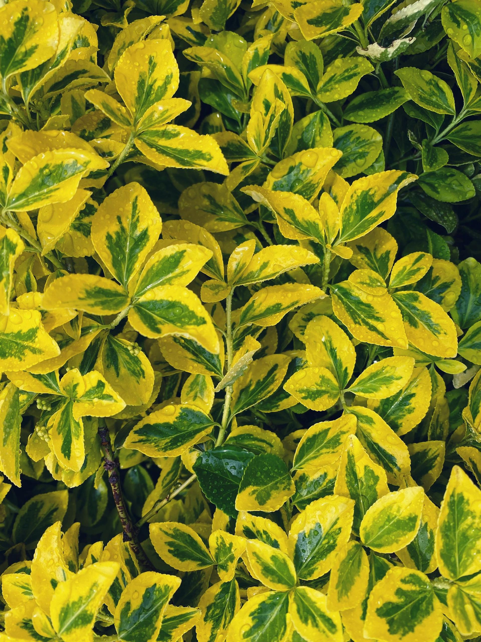 Close-up of vibrant Euonymus leaves with dew drops, capturing nature's intricate beauty.