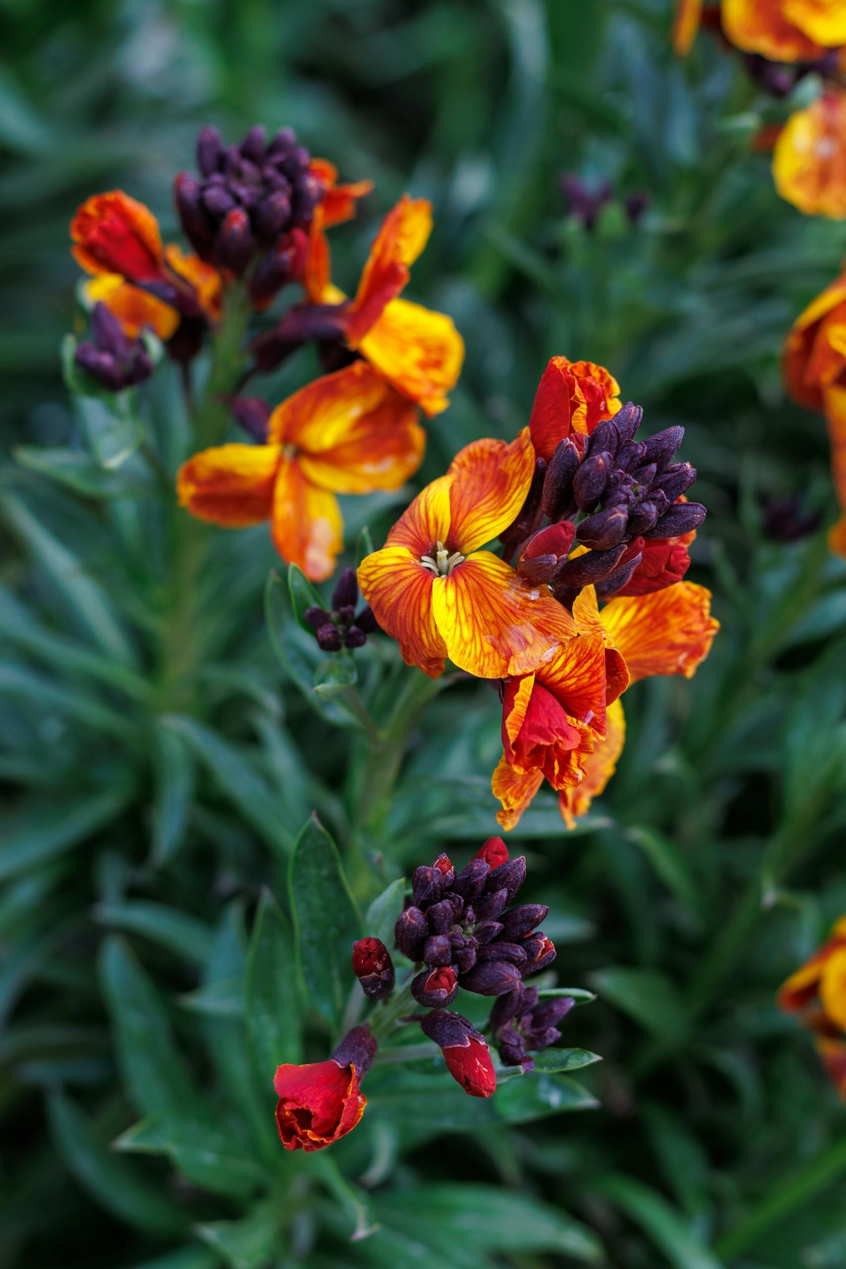 Close-up of vibrant orange and purple flowers in a lush green garden setting.