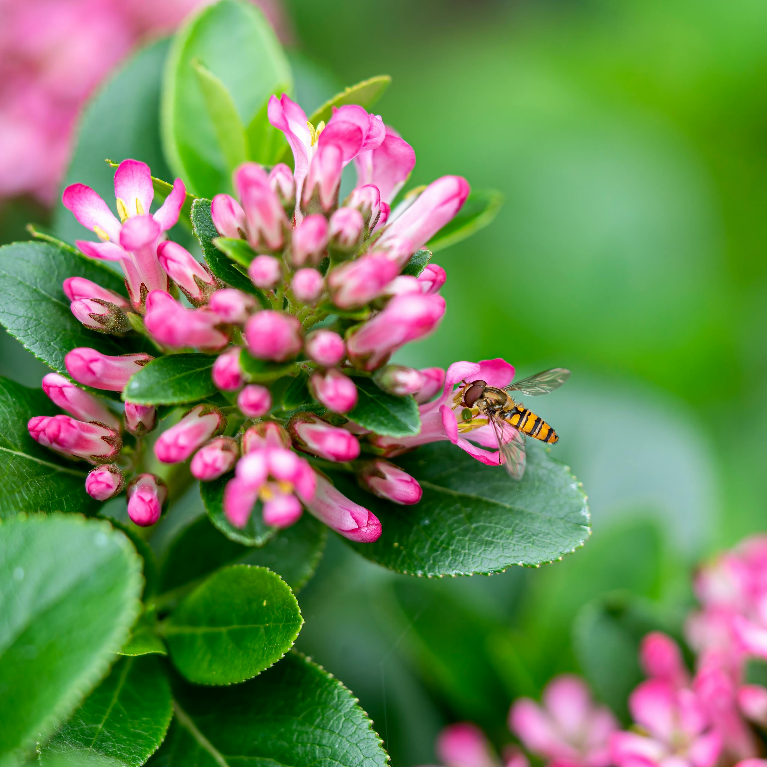 Detailed macro shot of a bee pollinating a vibrant pink flower with lush green leaves.