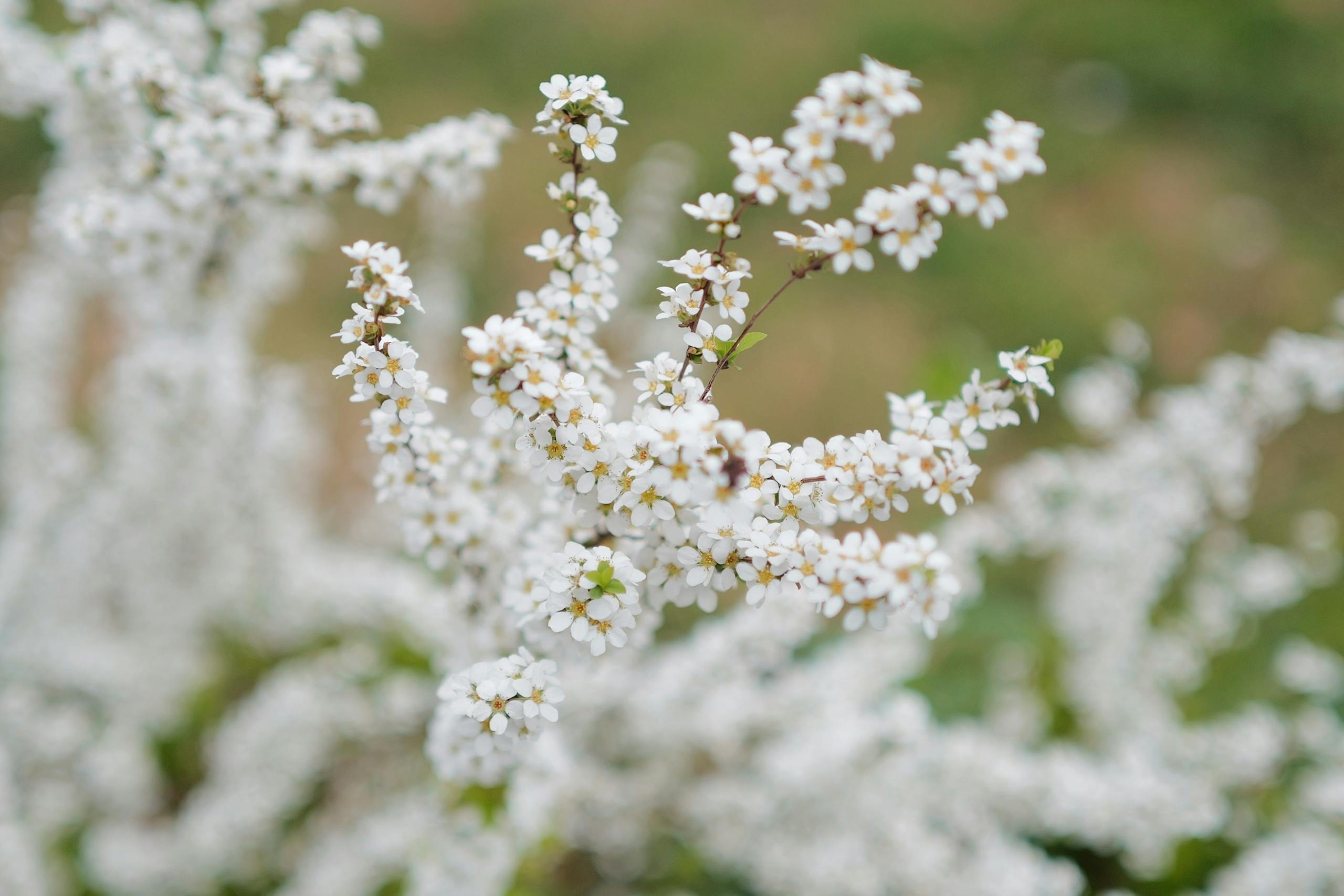 Elegant close-up of white bridalwreath spirea blossoms in full bloom during springtime.