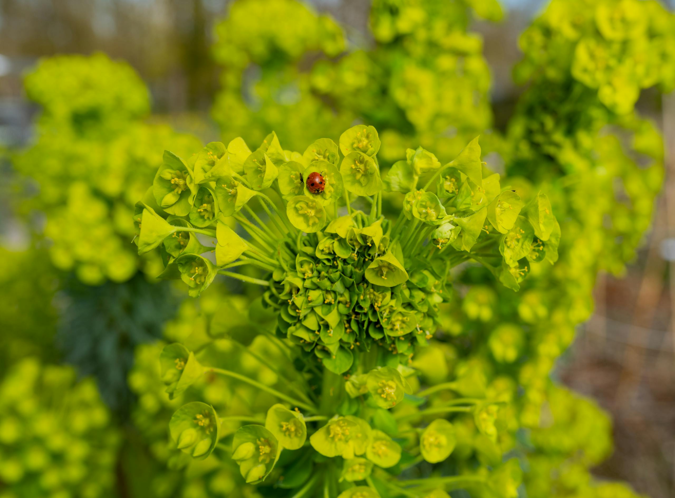 Macro shot of a ladybug on a bright green Euphorbia plant, focusing on nature's details.
