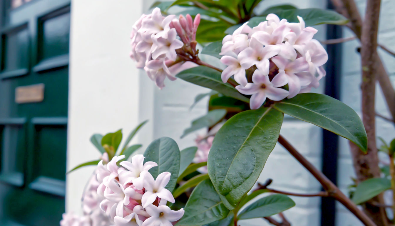 A vibrant, ground-level photograph looking across a brilliant carpet of Winter Aconites, their buttercup-yellow flowers wide open in a rare burst of winter sunshine. A few stray snowdrops are scattered amongst them. The depth of field is shallow, with the background showing the soft-focus green of a well-kept lawn leading to a classic red-brick house. The mood is one of pure, unexpected joy and vibrant energy.