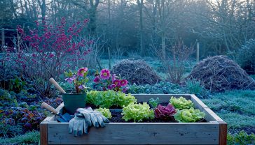 A hyper-realistic, professional photograph in the style of a Gardener's World magazine feature. The scene is a classic British garden in mid-winter, lightly dusted with frost under a soft, low sun. In the foreground, a pair of worn gardening gloves and a clean trowel rest on the edge of a wooden cold frame containing small, hardy lettuces. In the background, a vibrant red-stemmed dogwood and the deep pink flowers of a Hellebore provide a splash of colour against the muted tones of dormant perennials and a neat, dark-brown compost heap. The mood is peaceful, crisp, and full of quiet potential.