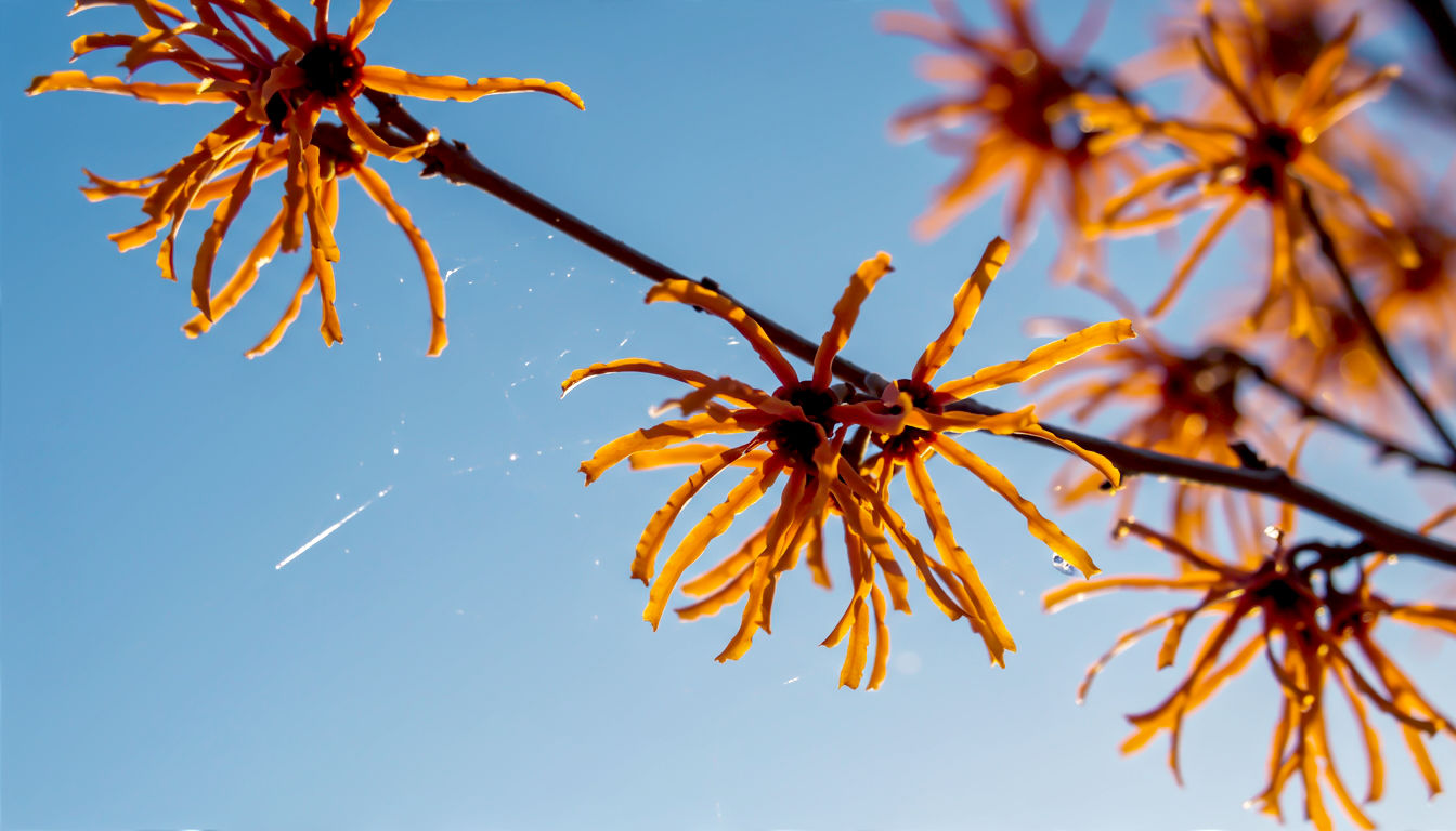 A dynamic photograph looking up through the fiery orange, ribbon-like petals of a Witch Hazel (Hamamelis) branch. The background is a clear, cold, pale-blue winter sky. The low sun is catching the translucent edges of the spidery petals, making them glow intensely. The composition is minimalist and striking. The mood is one of eccentric character and fiery energy against the cold.
