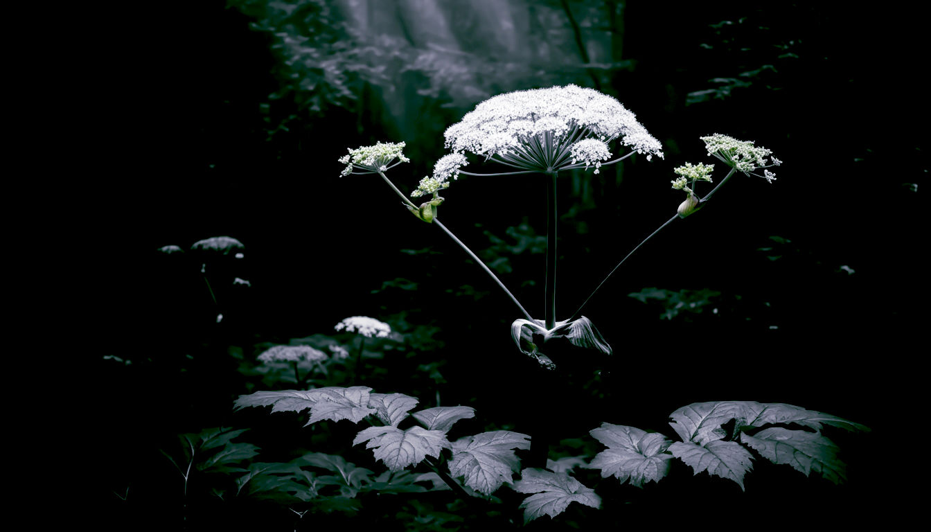 A dramatic, atmospheric photograph of a Wild Angelica plant standing tall at the edge of a damp, ancient woodland. The magnificent, dome-shaped white flower head is the central focus, caught in a ray of light breaking through the canopy. The thick, purplish stem and large leaves are visible below. The mood is slightly mysterious and magical, highlighting the plant's architectural form. Style of a fine art nature photograph.