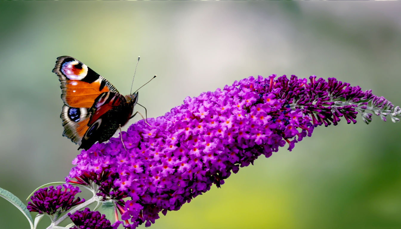 The image is a vibrant close-up of a deep purple 'Black Knight' Buddleja flower spike in full bloom. A Peacock butterfly is feeding on the nectar. The background is a soft, dreamy green, making the purple flower and colourful butterflies pop. The mood is lively, natural, and a celebration of wildlife.