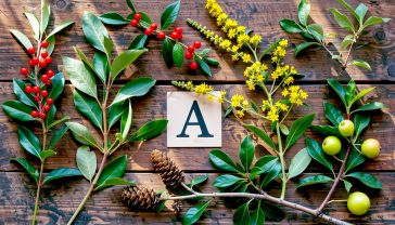 A hyper-realistic photograph in the style of a Country Life magazine feature. The image shows a lush, overlapping arrangement of several British native plants starting with 'A' on a rustic, weathered oak table. Prominently featured are: the glossy, arrow-shaped leaves and a stalk of bright scarlet berries of Wild Arum (Arum maculatum); the delicate, spire-like yellow flowers of Agrimony (Agrimonia eupatoria); the distinctive small woody cones and dangling catkins of Alder (Alnus glutinosa); and a small, gnarled branch with tiny, green Crab Apples (Malus sylvestris). The composition is lit by soft, diffused morning light filtering through a nearby window, casting gentle shadows. The mood evokes a sense of gentle discovery, botanical heritage, and the quiet beauty of the British countryside.