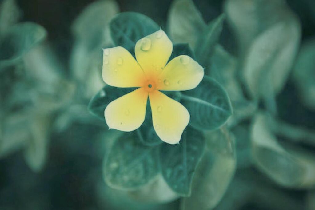 Winter-flowering Jasmine