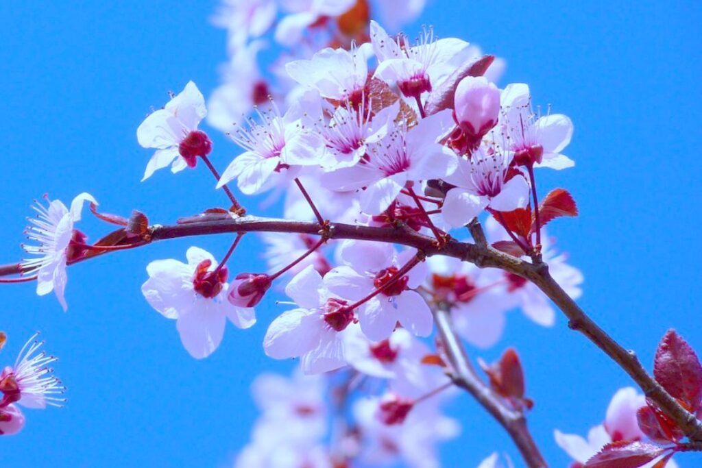 Winter-flowering Cherry