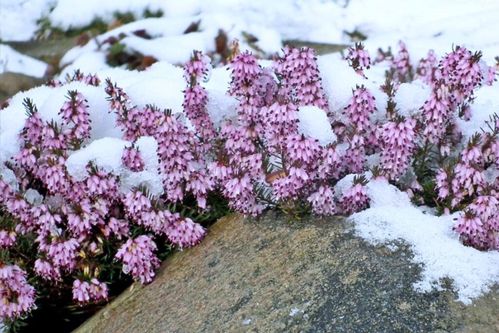 Winter-flowering Heath