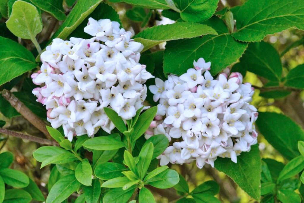 Winter-flowering Viburnum