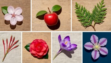 Award-winning professional photograph, a beautifully curated botanical flat lay or collage, featuring individual elements representing each plant: a single perfect cherry blossom, a vibrant red crab apple, a detailed sprig of green cypress, a cluster of glowing red dogwood stems, a delicate purple crocus, a glossy red camellia bloom, and a vibrant clematis flower, arranged harmoniously on a rustic wooden or soft linen background, natural light, sharp focus on each element, rich textures and colors, sophisticated, fine art botanical illustration style to show some of our 10 plants, shrubs and trees beginning with C.