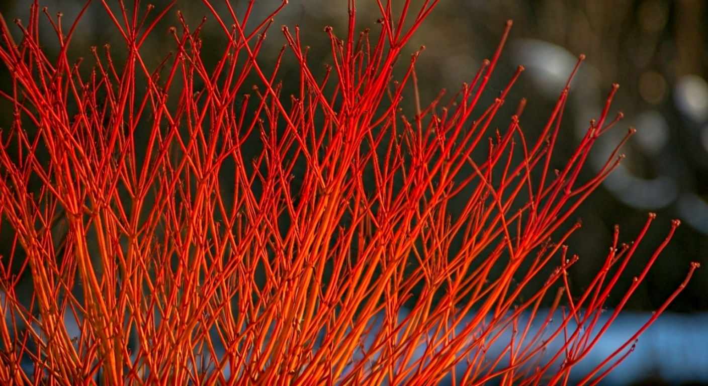 Professional high-resolution photograph of a Cornus shrub (dogwood) in late autumn or winter, showcasing its stunning bright red and fiery orange bare stems, illuminated by soft, low-angle sunlight, natural light, creating a vivid glow, shallow depth of field with a subtly muted background of leafless trees or snow, 85mm prime lens, f/2.8, atmospheric, tranquil, accentuating the stem color.