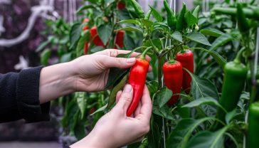 A hyper-realistic, professional photograph in the style of a Gardener's World magazine feature. A close-up shot of a pair of hands carefully harvesting a vibrant, ripe red 'Apache' chilli pepper from a healthy, dew-kissed plant in a British greenhouse. The background is softly blurred, showing more pepper plants laden with green and red fruits. The lighting is soft and natural, evoking a warm late-summer morning. The mood is satisfying, bountiful, and inspiring.