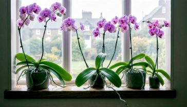 Hyper-realistic professional photograph, style of a modern Gardeners' World feature. A collection of vibrant Phalaenopsis orchids with healthy, glistening green leaves and aerial roots sits on a weathered oak windowsill in a British home. Soft, diffused morning light streams through the window, highlighting the delicate texture of the petals. Outside, a classic, slightly misty British garden is softly blurred in the background. The mood is calm, elegant, and inspiring.