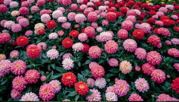 Chrysanthemum Plant Profile, The ultimate British guide to chrysanthemums, history of chrysanthemums, UK chrysanthemum care tips, National Chrysanthemum Society, types of chrysanthemums, growing chrysanthemums in the UK, how to arrange chrysanthemums, chrysanthemum pests and diseases, chrysanthemum show blooms