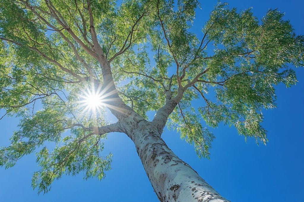 Eucalyptus Trees
