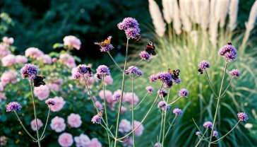 The image captures a classic British country garden in the soft, golden-hour light of late afternoon. In the mid-ground, tall, slender stems of Verbena bonariensis are covered in their signature purple flowers, with several Peacock and Red Admiral butterflies and bumblebees actively feeding on them. The composition is a mid-shot, showing the verbena intermingling naturally with soft pink roses and feathery ornamental grasses in the background. The mood is peaceful, idyllic, and quintessentially British, evoking a sense of natural beauty and biodiversity.