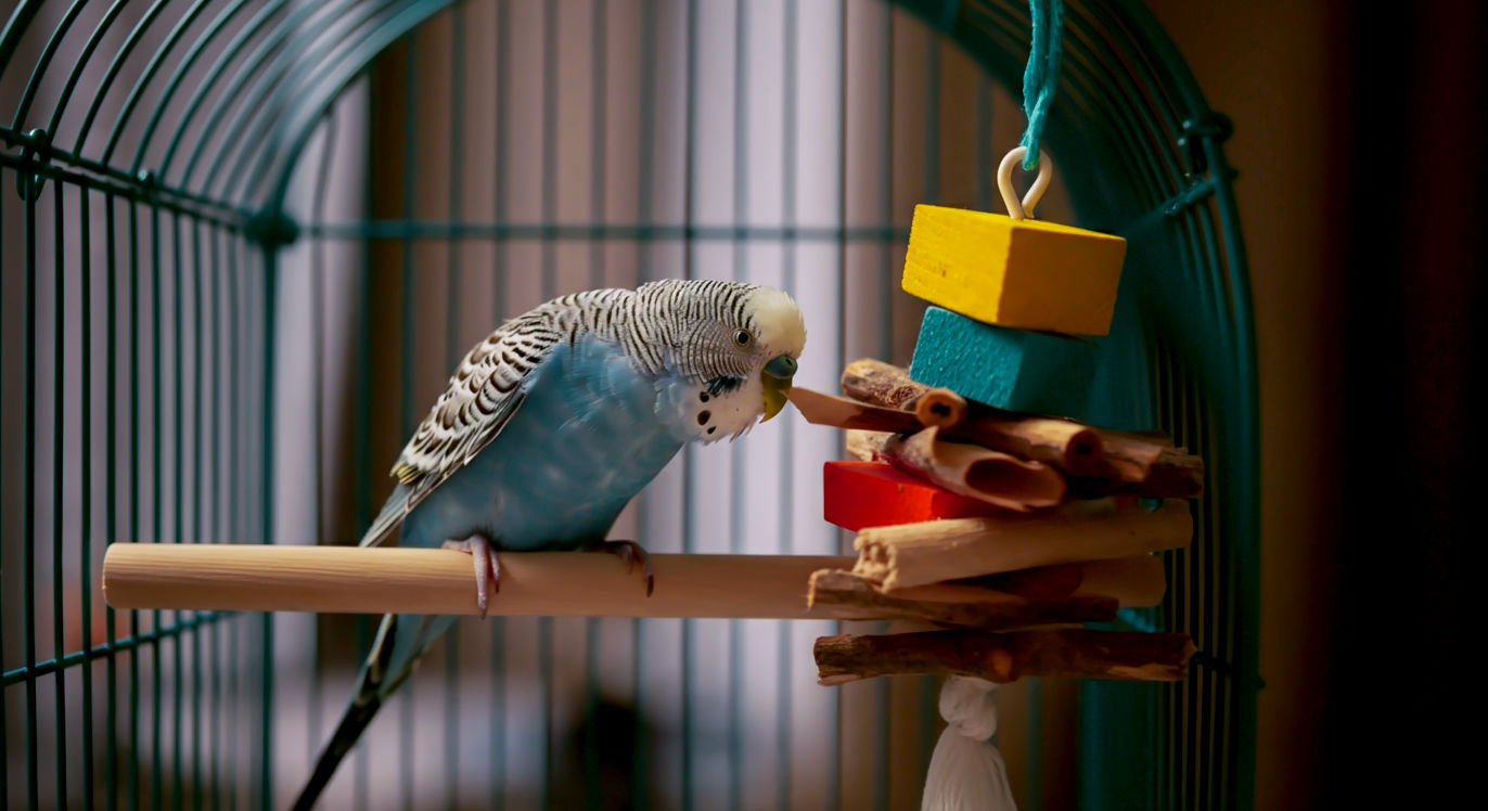 A hyper-realistic, professional photograph in the style of a modern home magazine. The image shows a close-up section of a large, clean, and stylish bird cage against a soft-focus, contemporary British living room background. Inside the cage, a brightly coloured budgerigar is playfully interacting with a natural wood perch and a colourful foraging toy. The lighting is soft and natural, coming from a nearby window, creating a warm and caring atmosphere. The overall mood is one of happiness, health, and responsible pet ownership.