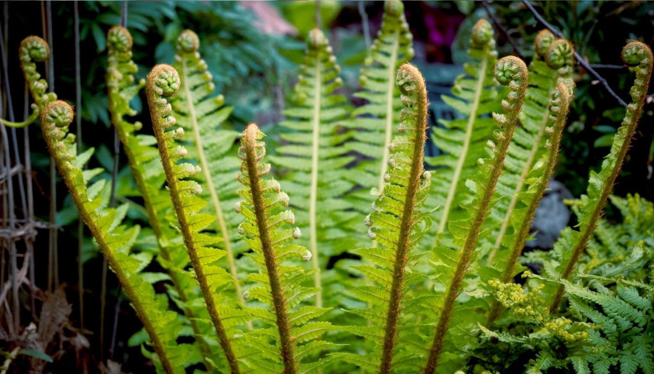Shuttlecock Fern (Matteuccia struthiopteris)