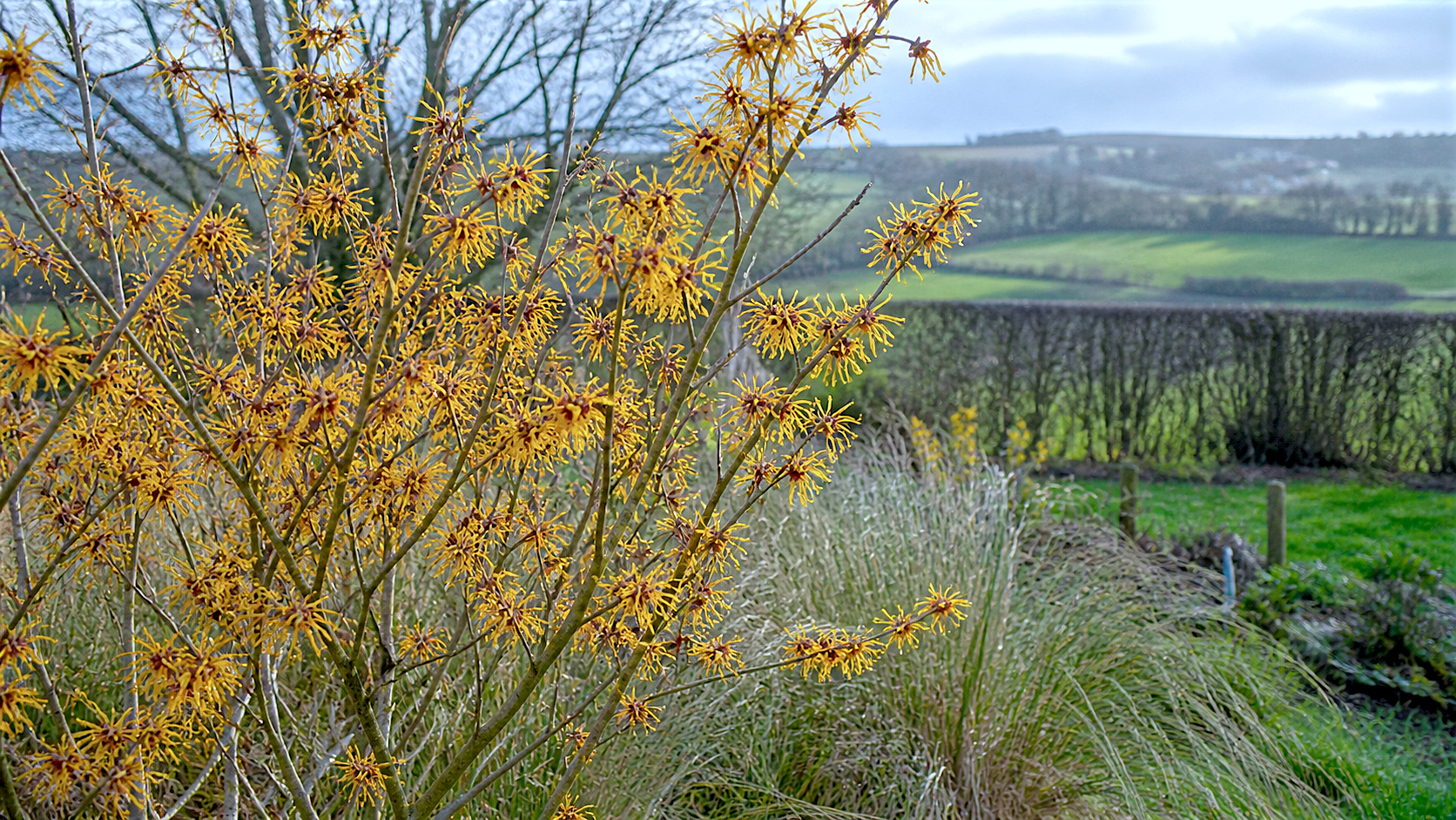 Hamamelis in early spring bloom in the english countryside