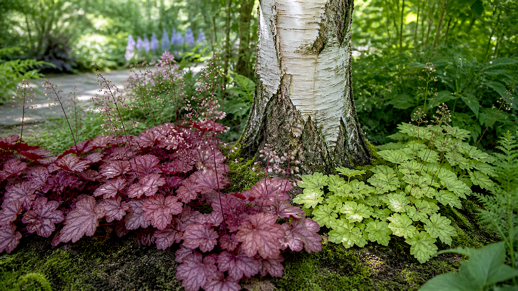 Photorealistic 16:9 image of red and green Heuchera plants growing in a shady spot at the foot of a silver birch tree in a British garden. The silver birch has white peeling bark with dark markings, dappled shade, natural woodland-garden planting, soft mossy soil, subtle garden border plants in the background, realistic lighting, shallow depth of field, crisp botanical detail, natural colours, high-resolution photography style.