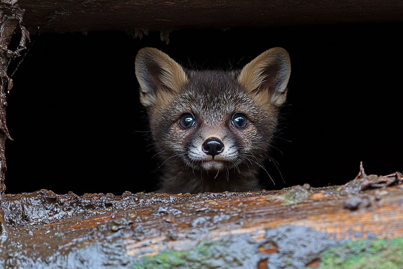 When Do Fox Cubs Leave the Den? A Journey from Kits to Hunters