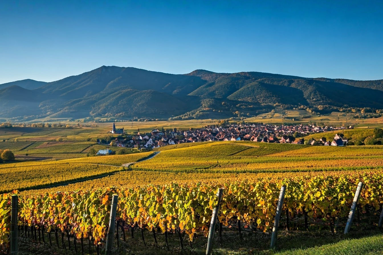 Vineyard rows stretching toward the Vosges Mountains on a golden autumn morning, with half-timbered buildings of a traditional Alsatian village visible in the middle ground.