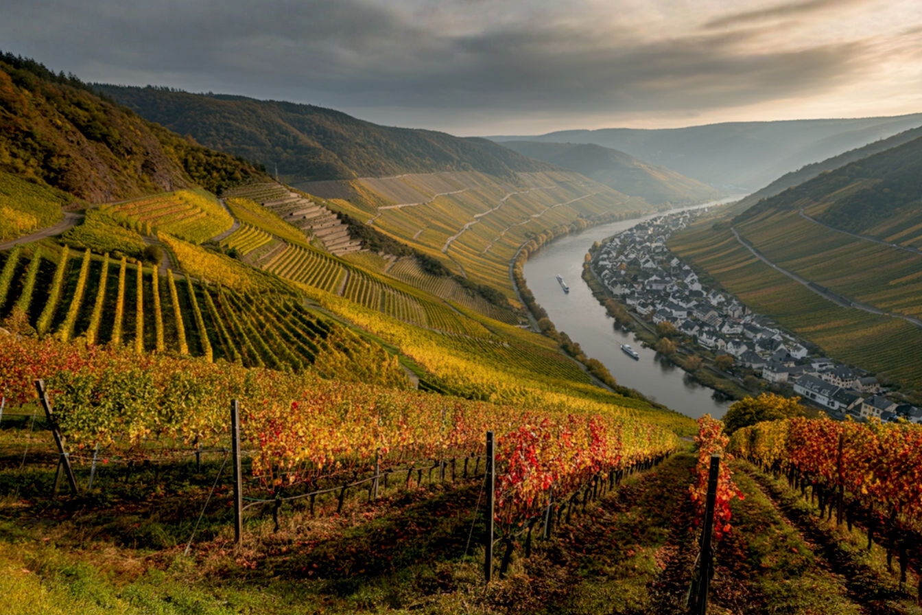 A panoramic photograph capturing the dramatic landscape of the Ahr wine region during autumn. The image should show steep vineyard hills with vivid red and orange foliage cascading down to the winding Ahr River below. The perspective should be from an elevated position looking down the valley, showcasing the patchwork of meticulously maintained vineyards clinging to nearly vertical slate cliffs. The late afternoon sunlight should create long shadows and highlight the terraced vineyards, with a small historic wine village visible in the distance. The photograph should convey both the challenging terrain and stunning beauty that defines this unique wine region.
