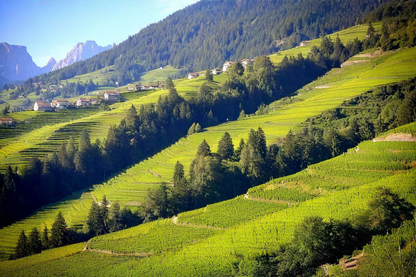a professional photograph of terraced vineyards on steep alpine mountains in Alto Adige, Italy. Morning sunlight illuminates rows of grapevines against the dramatic backdrop of the Dolomite mountains. Captures the contrast between cultivated vineyards in the foreground and rugged snow-capped peaks in the distance. Uses rich colors showing green vines, golden sunshine, and the distinctive pale limestone of the Dolomites. The image conveys both the challenging mountain terrain and the extraordinary beauty of this unique wine region.