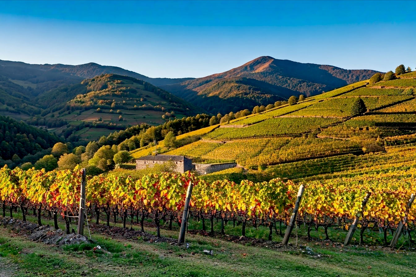 A dramatic landscape photograph capturing Bierzo's terraced hillside vineyards at golden hour, with ancient Mencía vines in the foreground stretching toward distant mountains. The image should show the slate-rich soils and steep terrain that give these wines their character, with soft autumn light illuminating the patchwork of small vineyard plots climbing the hillsides. A small stone building or traditional bodega can be visible in the middle distance, representing the region's winemaking heritage.