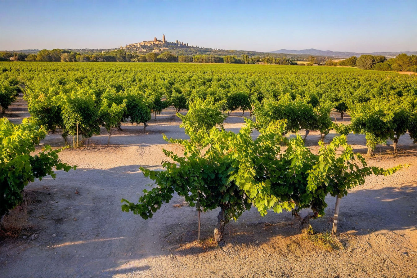 professional photograph of sun-drenched Châteauneuf-du-Pape vineyards at golden hour, featuring ancient gnarled vines growing among the iconic round pudding stones (galets roulés), with the ruined papal castle visible on a distant hilltop. Capture the warm Mediterranean light reflecting off the stones, with rows of vines extending toward the horizon. Use natural lighting and a shallow depth of field to create an atmosphere that conveys both tradition and prestige.