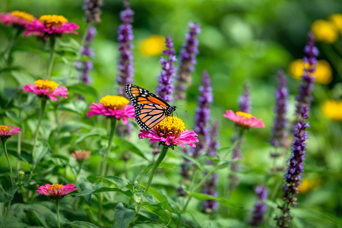 A professional photograph of a large ceramic planter filled with colorful pollinator-friendly flowers including purple coneflowers, orange butterfly weed, and lavender. Several butterflies, including a monarch and swallowtail, are visiting the blooms with a soft-focus natural garden background.