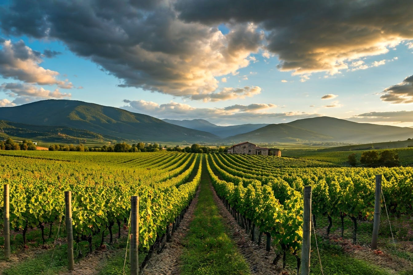 A panoramic view of Navarra vineyards at sunset, showing rows of vines stretching toward distant mountains with dramatic clouds tinged golden by the evening light. In the foreground, clusters of ripe grapes hang from gnarled vines, while a traditional stone winery building is visible on a gentle slope in the middle distance. The image captures both the natural beauty and agricultural heritage of this historic Spanish wine region.