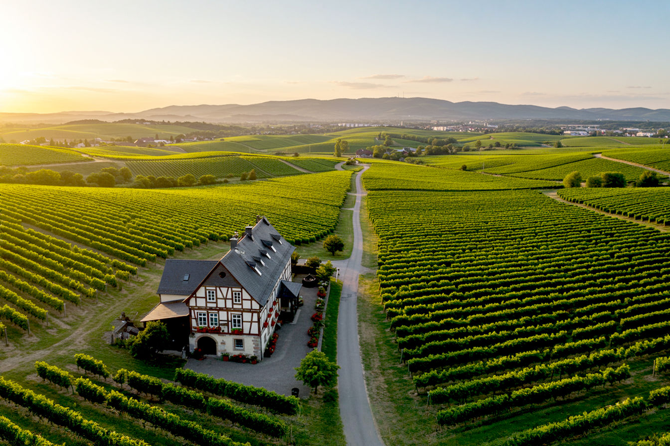 A sweeping aerial view of the Pfalz wine region at golden hour, showing rows of lush green vineyards stretching toward the horizon with the Haardt Mountains in the background. The warm evening light casts a golden glow over the landscape, highlighting the gentle rolling hills covered with neat vineyard rows. In the foreground, a historic half-timbered winery building with red geraniums in window boxes stands beside a narrow vineyard path. The scene captures both the natural beauty and cultural heritage of Germany's sunniest wine region.