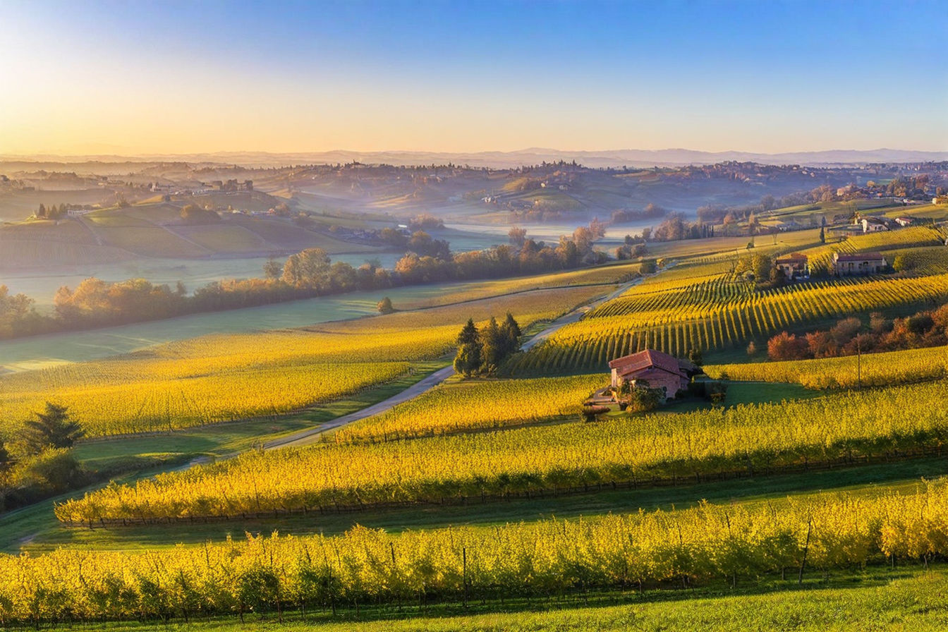 a professional photograph of Piedmont's vineyard-covered hills at golden hour in autumn, with rows of Nebbiolo vines stretching across rolling landscapes, a historic stone farmhouse in the middle distance, and the snow-capped Alps visible on the horizon. Captures the warm light illuminating the colorful foliage of the region, with a narrow country road winding through the vineyards.