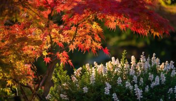 a professional photograph featuring a Japanese maple tree with vibrant red autumn foliage in the foreground, with soft-focus jasmine flowers and a juniper shrub visible in the background. Natural lighting with golden hour warmth, shallow depth of field, and rich colors showcase the distinctive characteristics of these plants beginning with J.