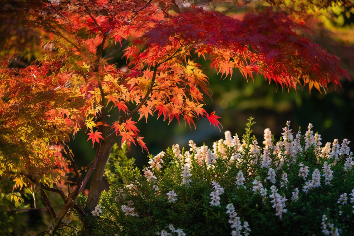 a professional photograph featuring a Japanese maple tree with vibrant red autumn foliage in the foreground, with soft-focus jasmine flowers and a juniper shrub visible in the background. Natural lighting with golden hour warmth, shallow depth of field, and rich colors showcase the distinctive characteristics of these plants beginning with J.