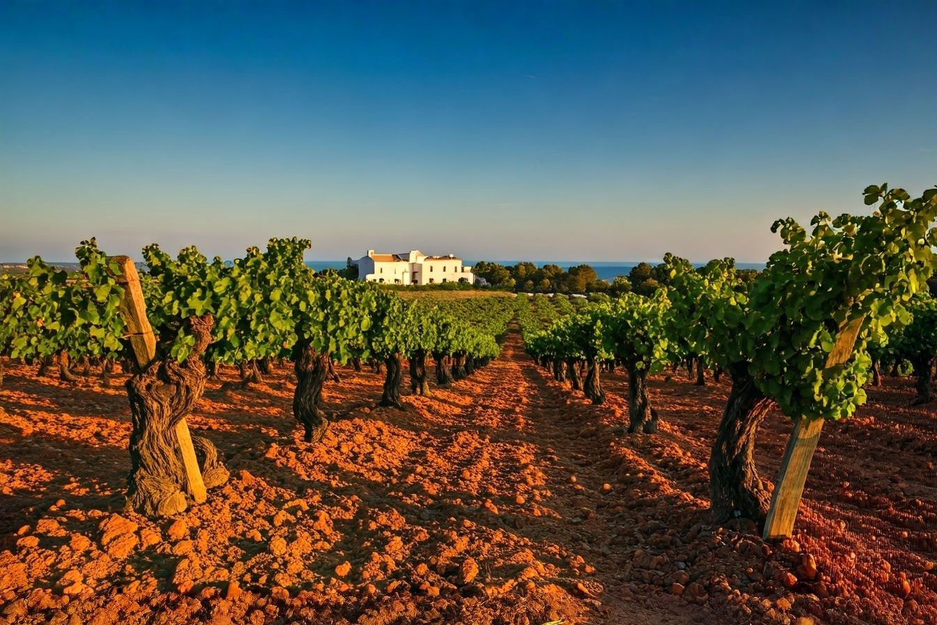 A professional landscape photograph capturing the essence of Puglia's wine country at golden hour. The image shows rows of ancient alberello-trained Primitivo vines in the foreground, their gnarly trunks silhouetted against the warm evening light. In the background, a traditional whitewashed masseria sits among olive groves, with the azure Adriatic Sea visible on the horizon. The composition reveals the harmonious Mediterranean landscape where the region's distinctive wines are born, with the rich red soil contrasting beautifully with the lush green vines and golden sunlight.