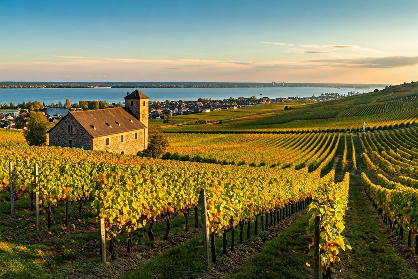 A professionally captured panoramic landscape photograph of the Rheinhessen wine region in golden late afternoon light. The image should show gently rolling hills covered with neat rows of vineyards stretching to the horizon, with the Rhine River visible in the distance. A historic stone winery building with a red-tiled roof appears in the foreground, surrounded by autumn-colored vines. The warm sunlight casts long shadows across the vineyard rows, creating a textured pattern across the landscape. The image captures both the agricultural beauty and the serene majesty of this historic German wine region.