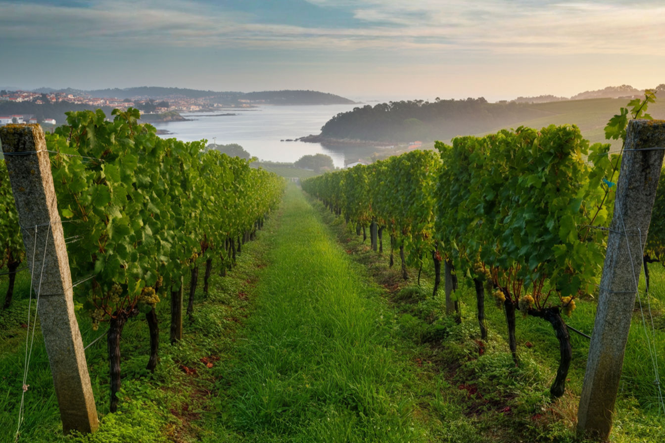 a professional photograph of lush green Albariño vineyards in Rías Baixas, Spain, with traditional granite pergola training systems stretching toward the horizon. In the background, misty Atlantic inlets (rías) and the distant coastline under soft morning light. Captures the vibrant emerald landscape contrasting with weathered granite posts and the glint of ripening white grapes. The image shows the cool, humid Atlantic terroir that defines this unique Spanish wine region.