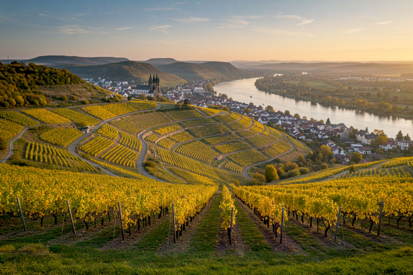 Aerial view of terraced vineyards cascading down to the Elbe River at sunset, with historic Meissen architecture visible in the background and autumn-colored vines in the foreground.