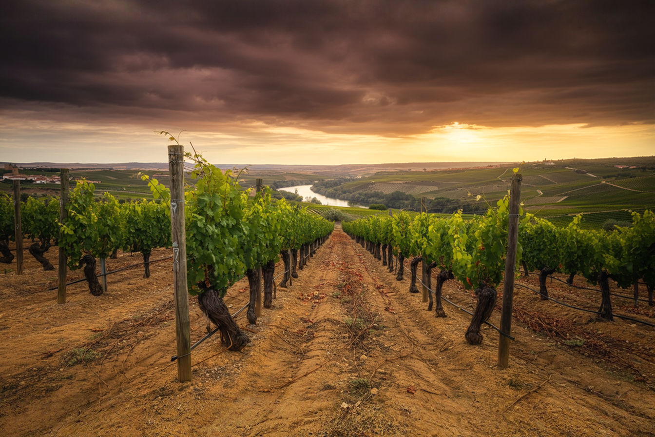 A photograph of a dramatic sunset over the Toro wine region, capturing rows of gnarled old-vine Tinta de Toro vineyards in the foreground with their distinctive bush-training system. The golden-red light illuminates the sandy soils and rolling landscape, with the silhouette of medieval Toro town visible on a distant hill. The Duero River winds through the middle distance, reflecting the sunset colors. The photograph should use natural light with rich contrast to convey the extreme continental climate and rugged beauty that defines this distinctive wine region.
