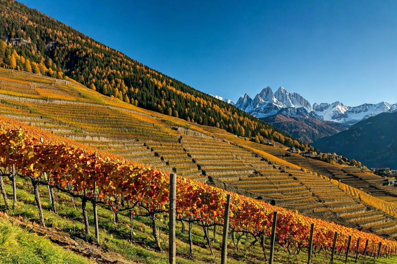 A sweeping vista of terraced vineyards on a steep mountainside in Trentino-Alto Adige, with snow-capped Dolomite peaks in the background and autumn-colored vines in the foreground.