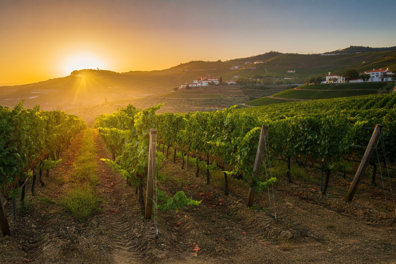 Photograph of Douro Valley vineyards in Portugal at sunset. Terraced vineyards on hillsides next to the Douro River. Green vines growing on schist slopes with natural light highlighting the landscape. Wine estates visible in the distance with warm colors of the Portuguese countryside.
