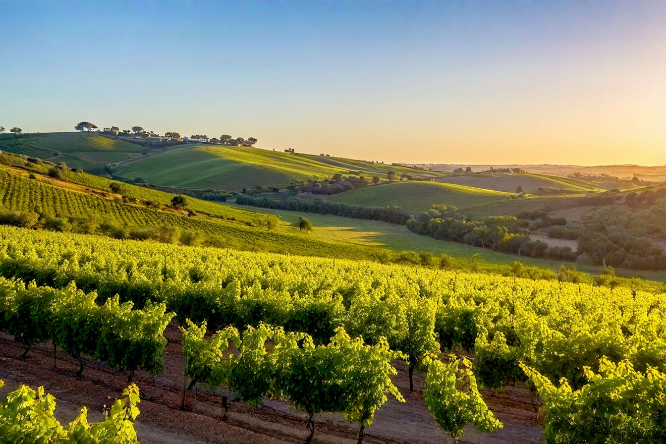Lifelike, professional photo of a sun-drenched Alentejo vineyard landscape at golden hour. Rolling hills with neat rows of lush green vines stretch towards the horizon. In the mid-ground, a traditional whitewashed Alentejo farmhouse (Monte Alentejano) with a terracotta roof is visible, perhaps with a few cork oak trees nearby. The sky is a warm mix of orange, pink, and soft blue. The overall mood is serene, inviting, and evocative of high-quality wine production. Focus on sharp details in the vines and the warm, inviting light. Shot with a high-quality DSLR camera, natural lighting, cinematic style.