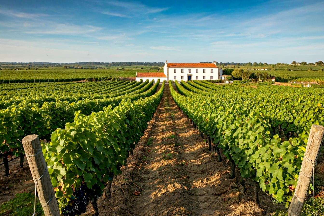 Lifelike, pro photography style image capturing the essence of Portugal's Bairrada wine region. A rustic, sun-dappled vineyard with rows of mature Baga grapevines showing deep green leaves and some clusters of dark grapes. In the mid-ground, a traditional Portuguese quinta (wine estate building) with whitewashed walls and terracotta roof tiles. The lighting should be warm, late afternoon sun, creating long shadows and highlighting the texture of the clay-limestone soil visible between the vines. Include a subtle hint of the Atlantic proximity, perhaps a slightly hazy, soft blue sky. The overall mood should be authentic, inviting, and evoke a sense of rich tradition and quality winemaking. No people in the shot. Focus on landscape and architecture.