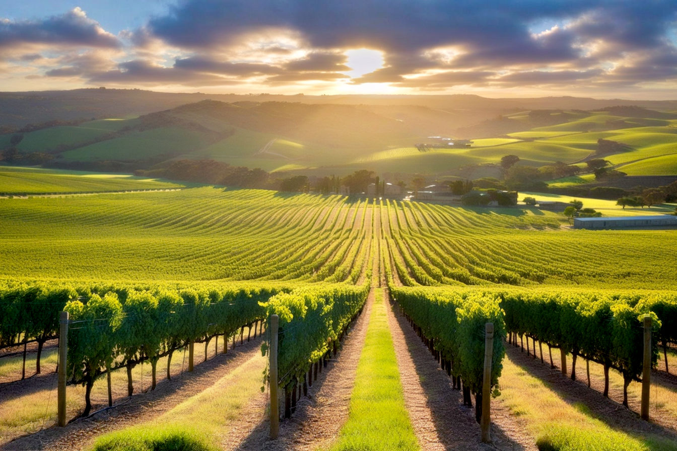 Lifelike, professional photograph of a sun-drenched vineyard in Clare Valley, Australia. Rolling green hills with rows of grapevines under a clear blue sky. Focus on a close-up of vibrant Riesling grapes on the vine in the foreground, slightly dewy. In the background, a historic stone winery building, partially visible. Warm, golden hour lighting. Evokes a sense of premium quality and natural beauty. Shot with a shallow depth of field.