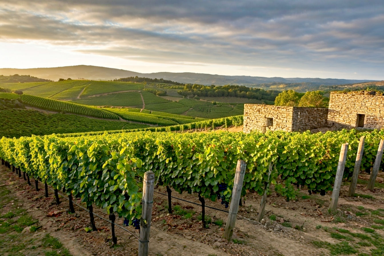 Lifelike, professional photo capturing the essence of the Dão wine region in Portugal. A sweeping vineyard landscape with rolling hills under a slightly overcast but bright sky, hinting at the mountainous terrain (perhaps with the Serra da Estrela faintly in the distance). Focus on mature, healthy vines with dark green leaves and ripening dark grapes. The soil should subtly suggest granite. Include a rustic stone wall or part of a traditional Quinta (wine estate building) in the mid-ground to add a touch of authenticity. Golden hour lighting to enhance the textures and colors. Overall mood should be serene, elegant, and inviting, emphasizing the natural beauty and viticultural heritage of the Dão. Shot with a high-quality DSLR, sharp focus, and good depth of field.